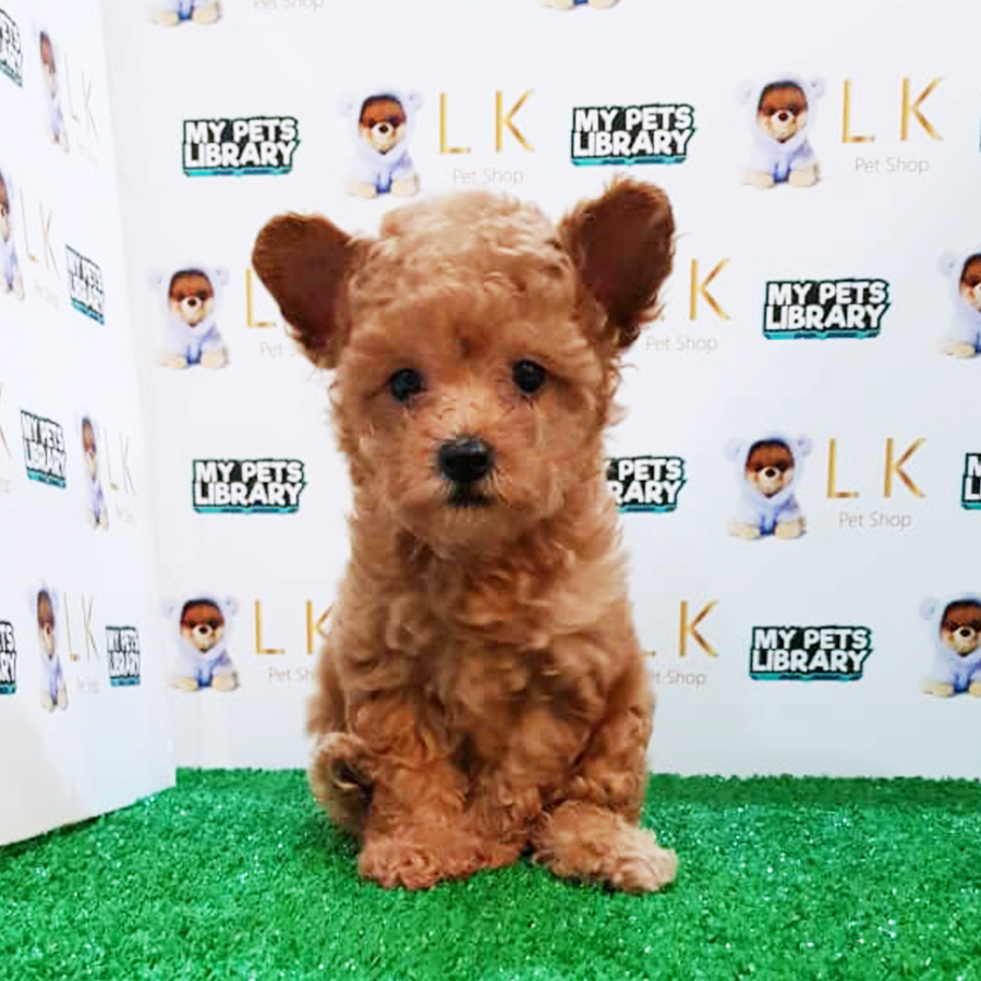 Brown Toy Poodle Puppy (Female) For Sale