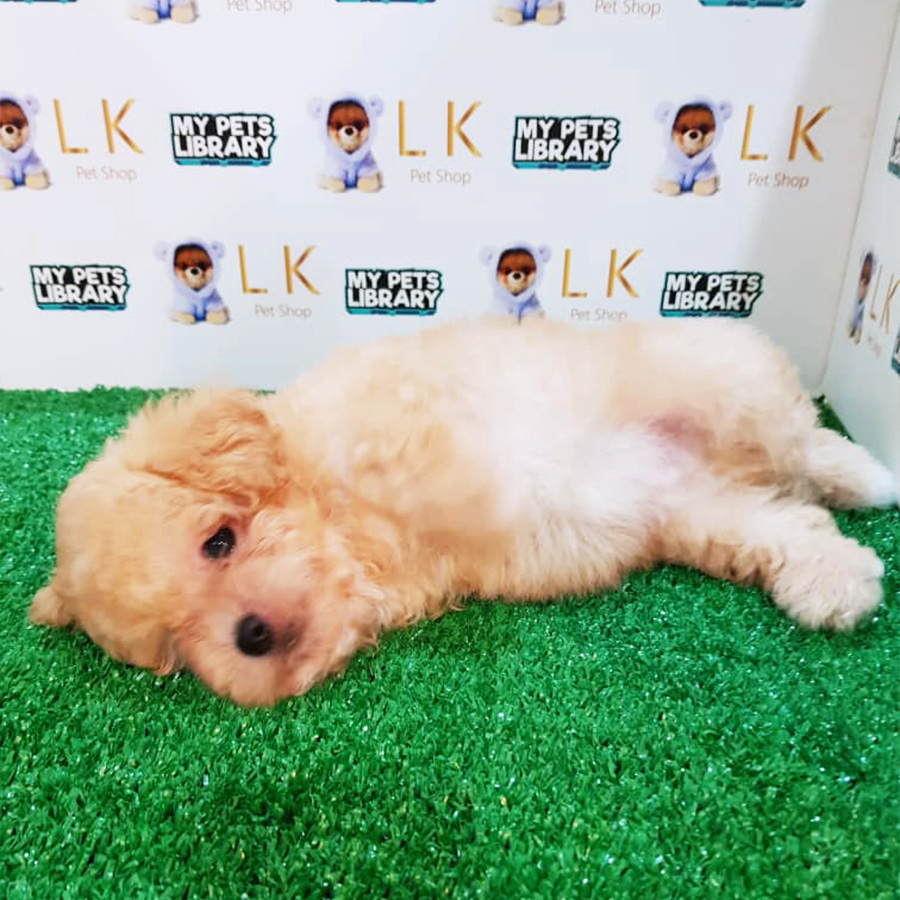 Cream Toy Poodle Puppy (Male) For Sale