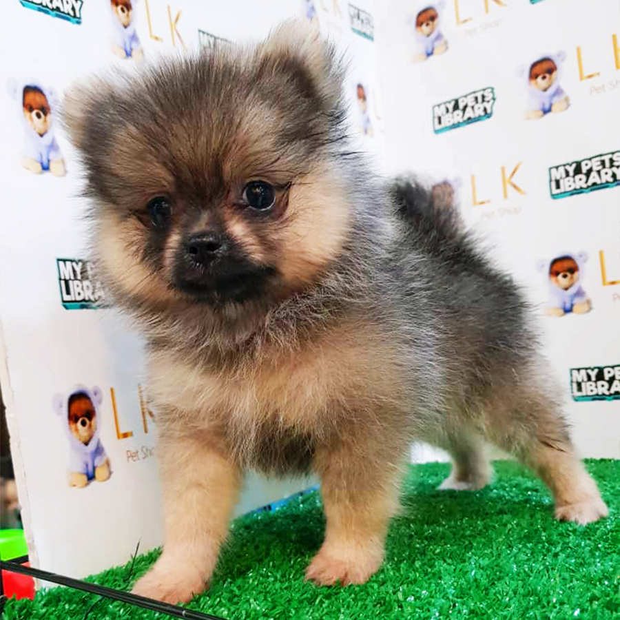 Sable Pomeranian Puppy (Female) For Sale