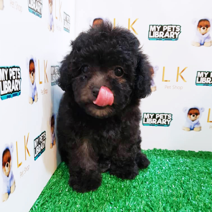 Silver Toy Poodle Puppy (Female) For Sale