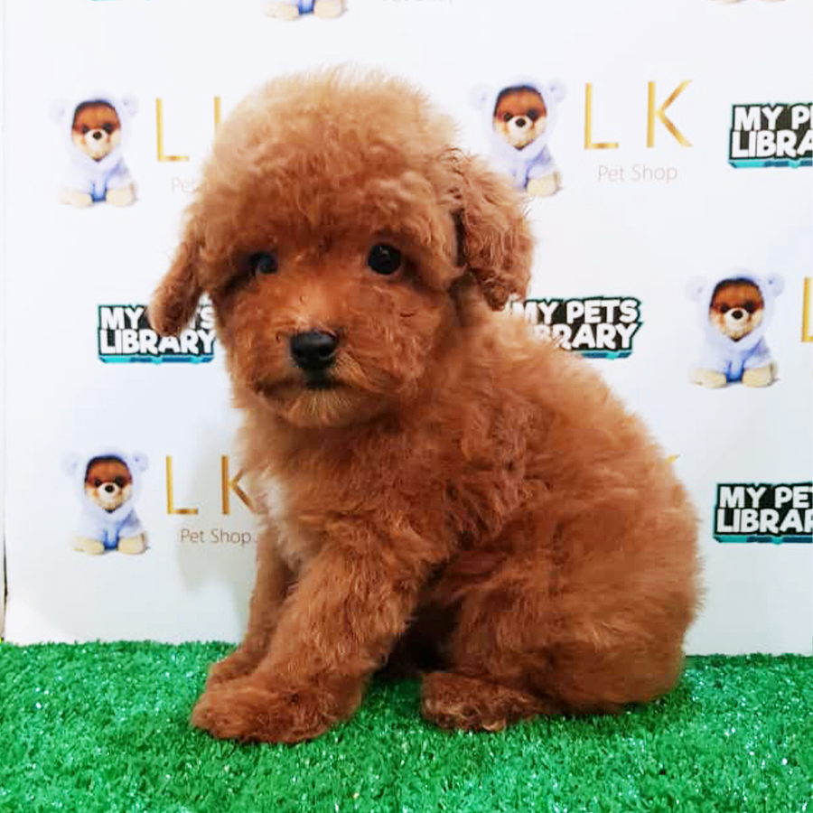Red Toy Poodle Puppy (Male) For Sale