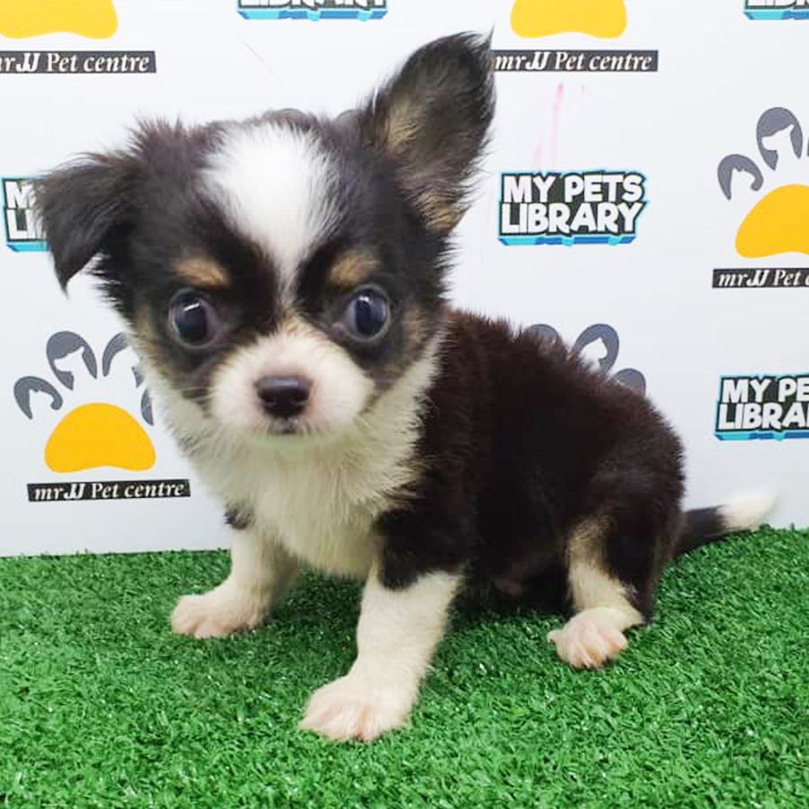 Tri Colour Chihuahua Puppy (Male) For Sale