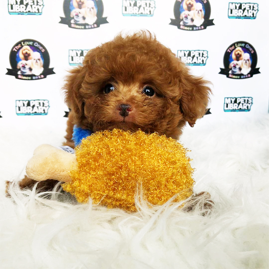 Brown Tiny Teacup Poodle Puppy (Male) For Sale