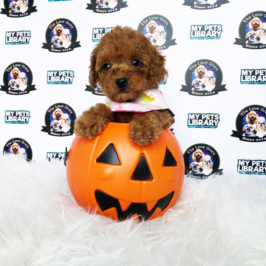 Brown Tiny Toy Poodle Puppy (Female) For Sale