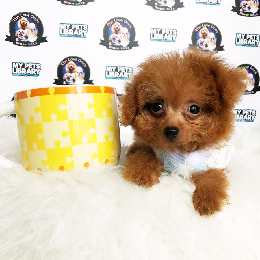 Brown Tiny Teacup Poodle Puppy (Male) For Sale