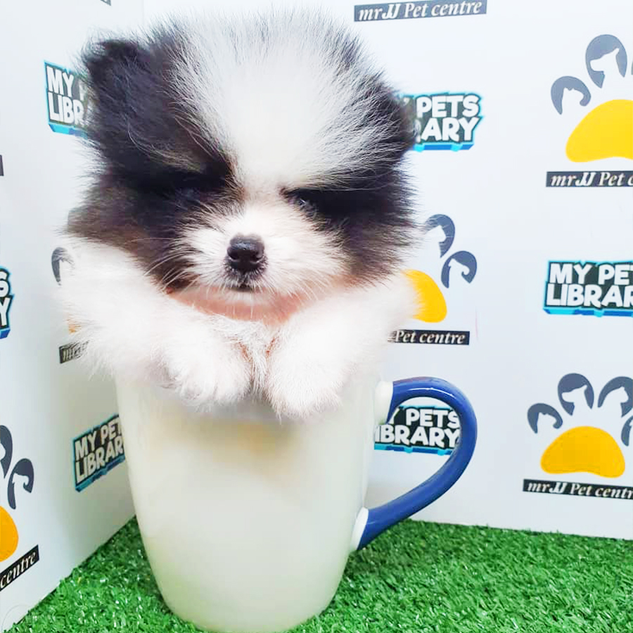 Black & White Teacup Pomeranian Puppy (Male) For Sale