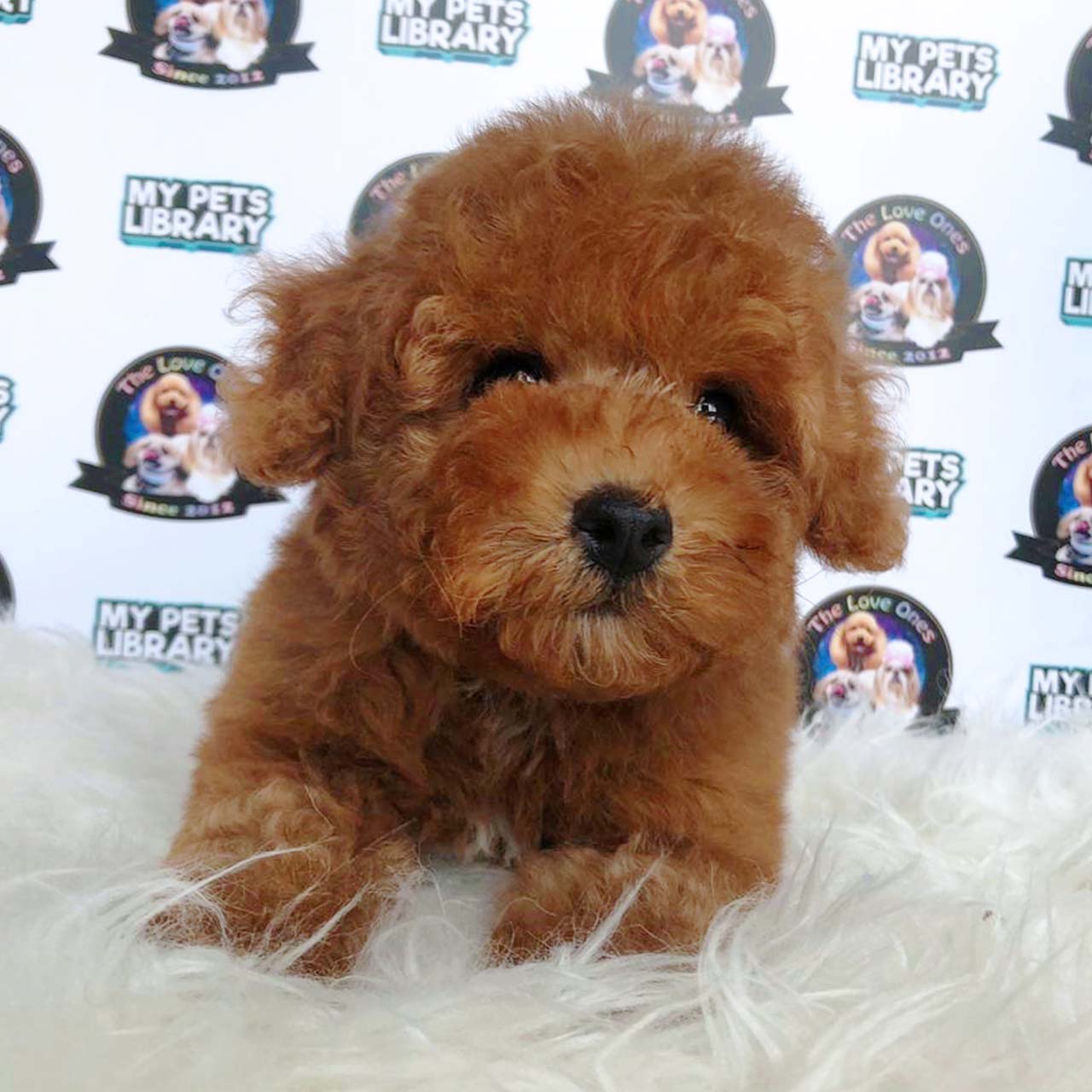 Brown Red Toy Poodle Puppy (Male) For Sale
