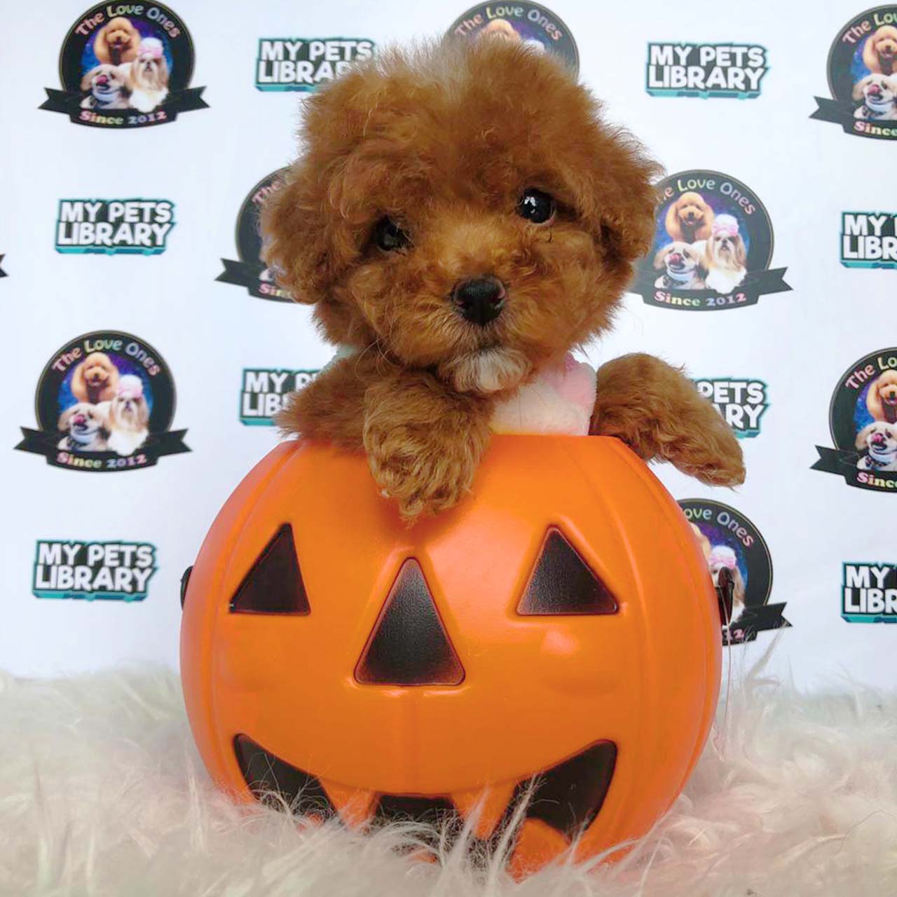 Brown Red Tiny Poodle Puppy (Female) For Sale