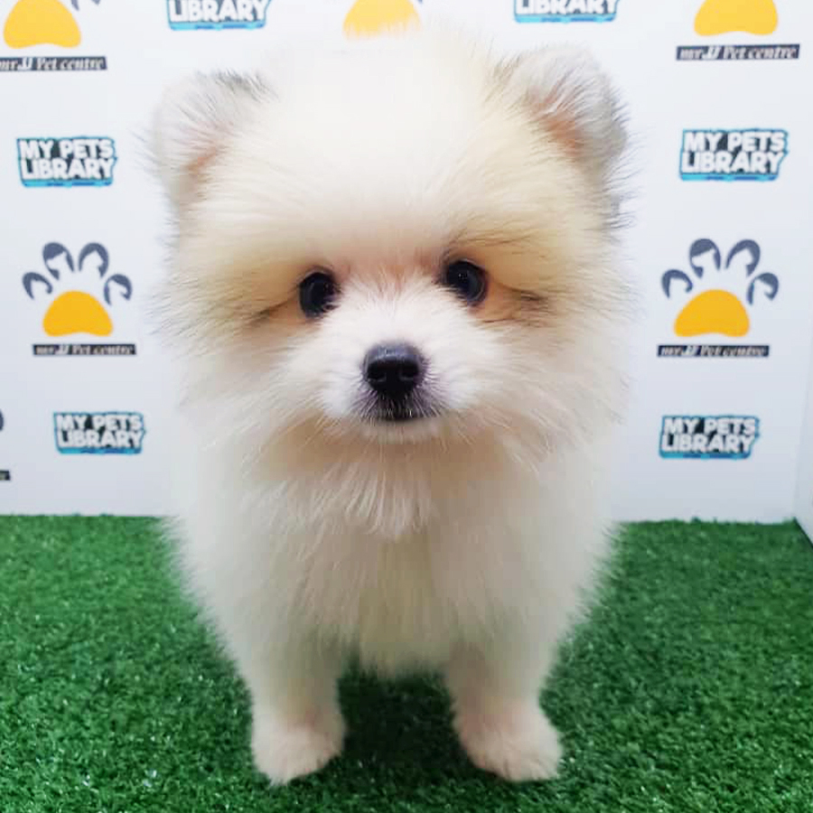 Parti White Pomeranian Puppy (Male) For Sale