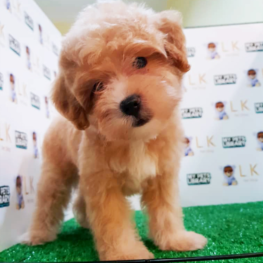 Brown & White Toy Poodle Puppy (Female) For Sale
