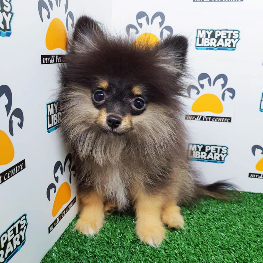 Tri Colour Teacup Pomeranian Puppy (Male) For Sale