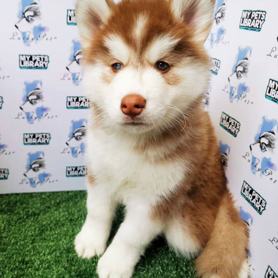 Wooly Husky Puppy (Male) For Sale