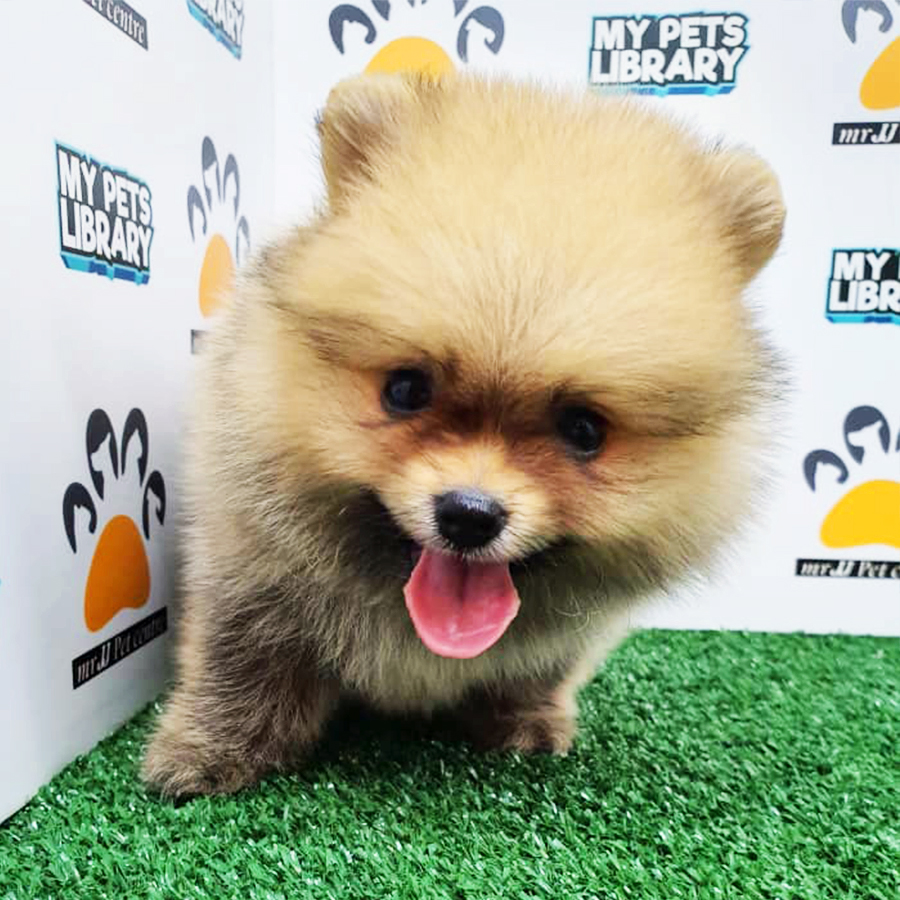 Sable Pomeranian Puppy (Male) For Sale