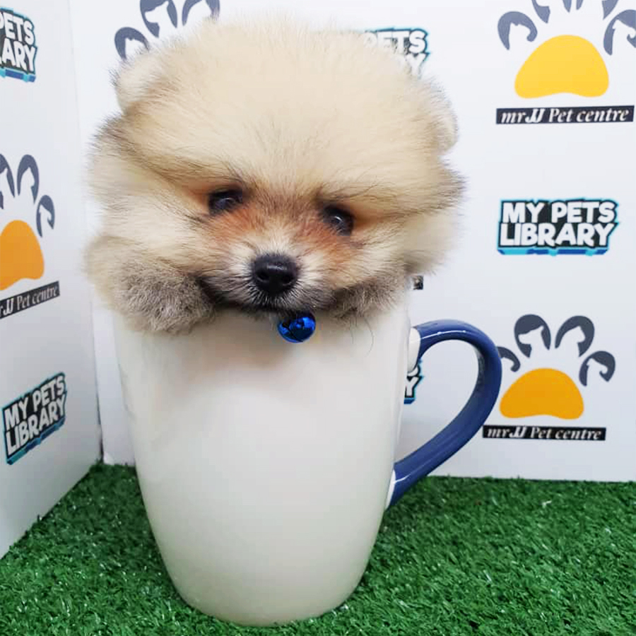 Sable Teacup Pomeranian Puppy (Female) For Sale