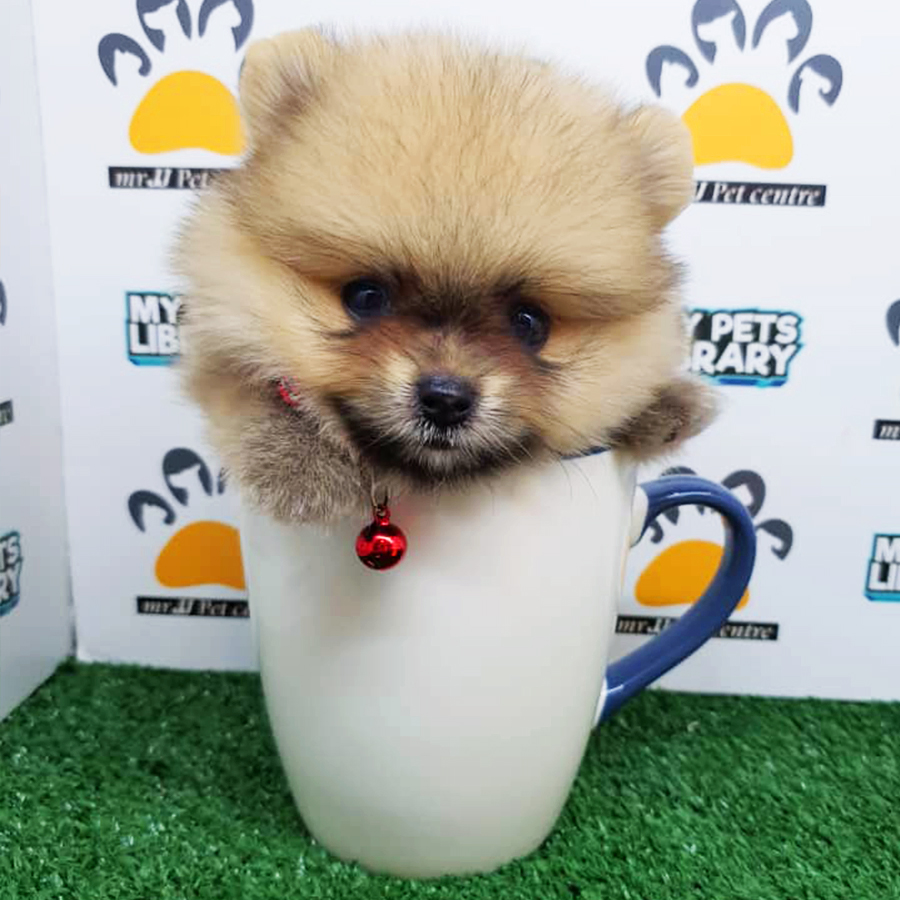 Sable Teacup Pomeranian Puppy (Female) For Sale