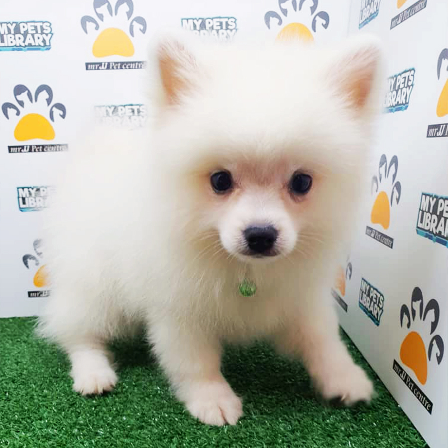 White Pomeranian Puppy (Male) For Sale