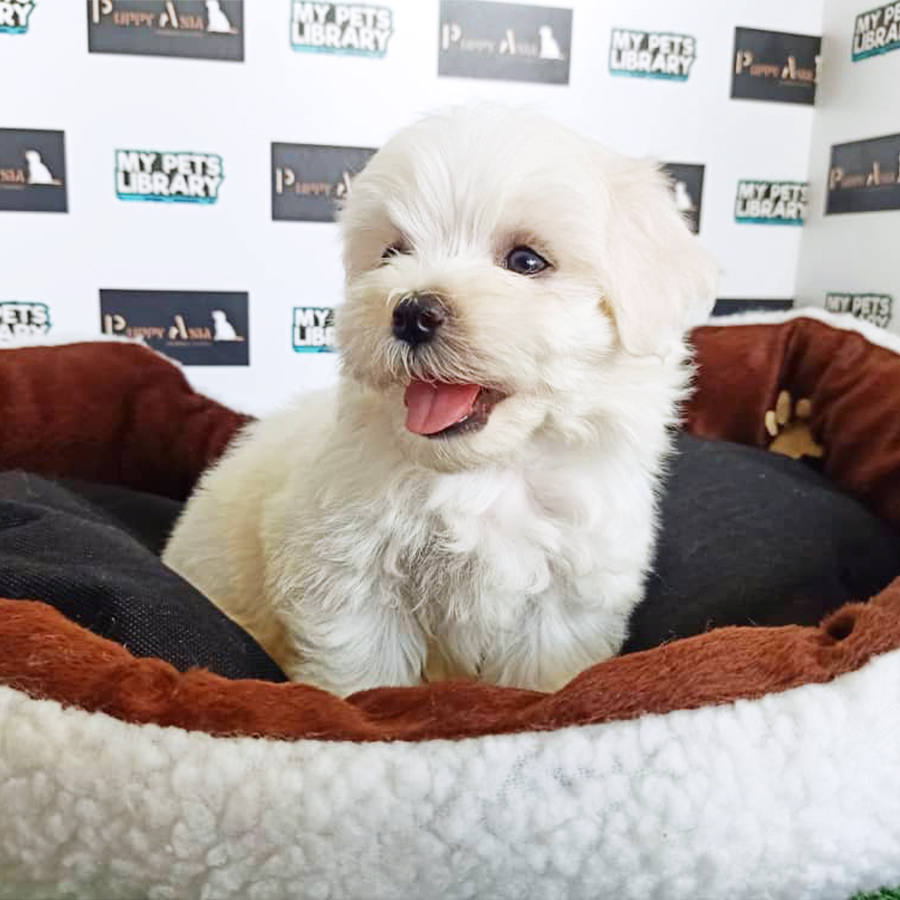 White Maltese Puppy (Male) For Sale
