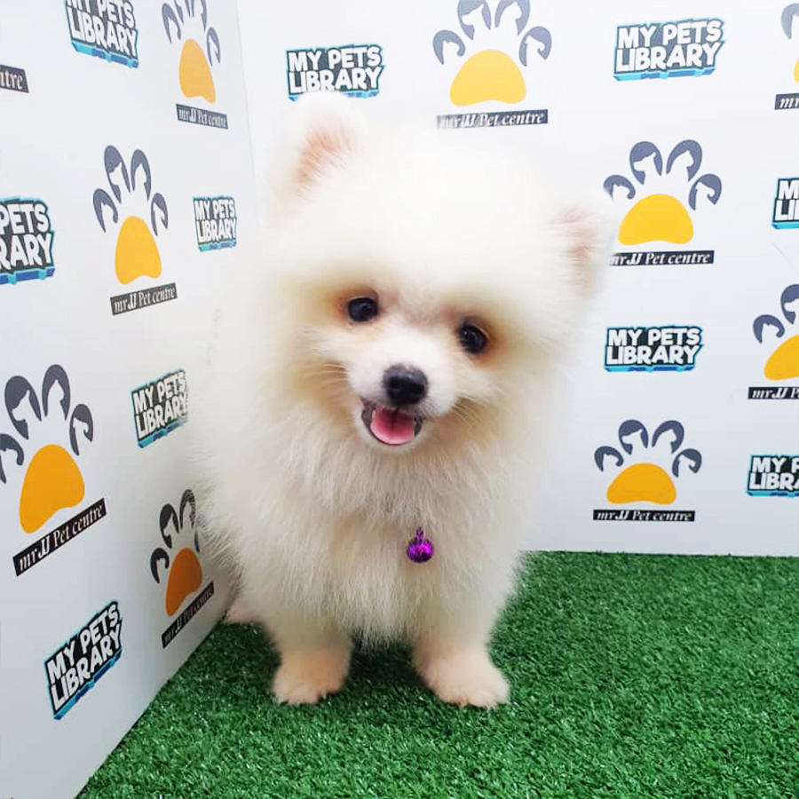White Pomeranian Puppy (Male) For Sale