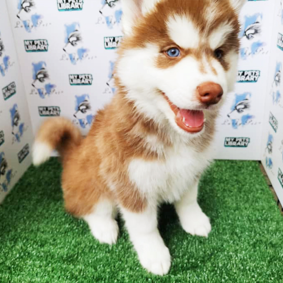Wooly Husky Puppy (Female) For Sale