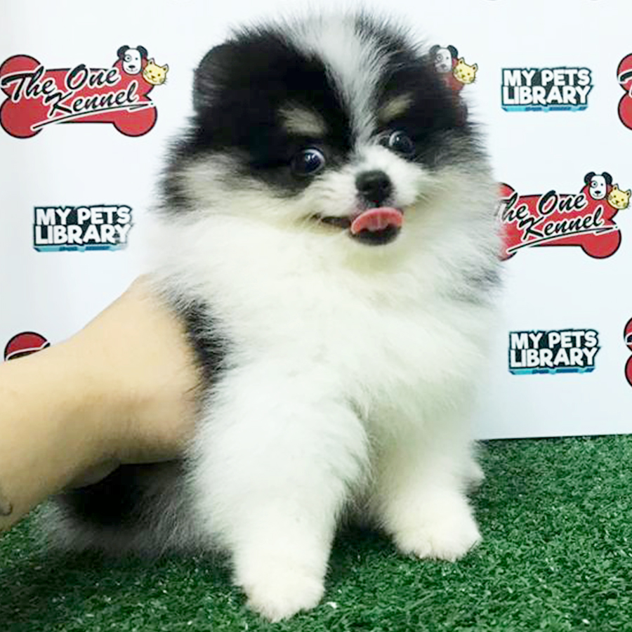Black & White Pomeranian Puppy (Male) For Sale
