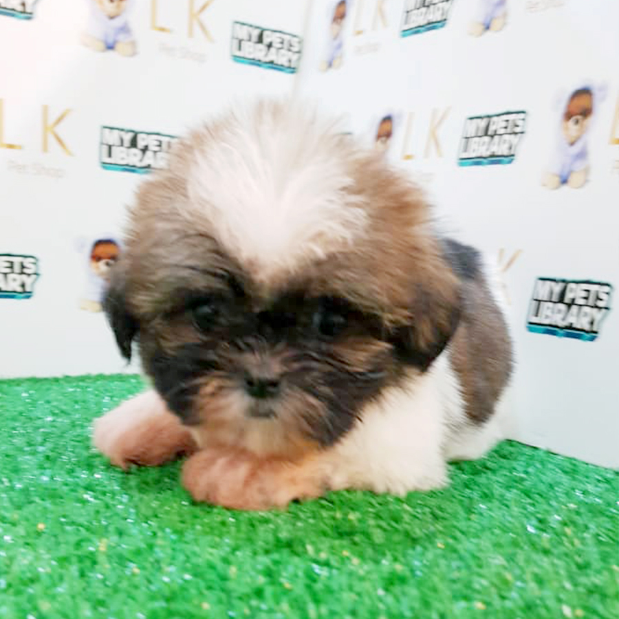 Tri Colour Shih Tzu Puppy (Male) For Sale