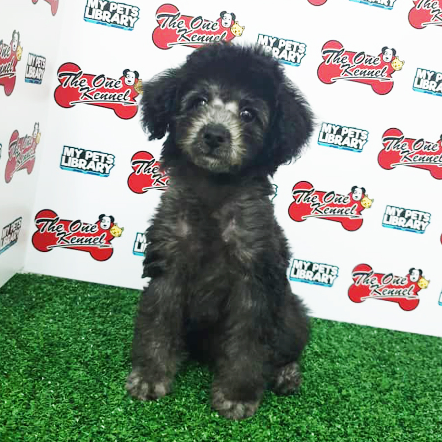 Silver Grey Toy Poodle Puppy (Female) For Sale