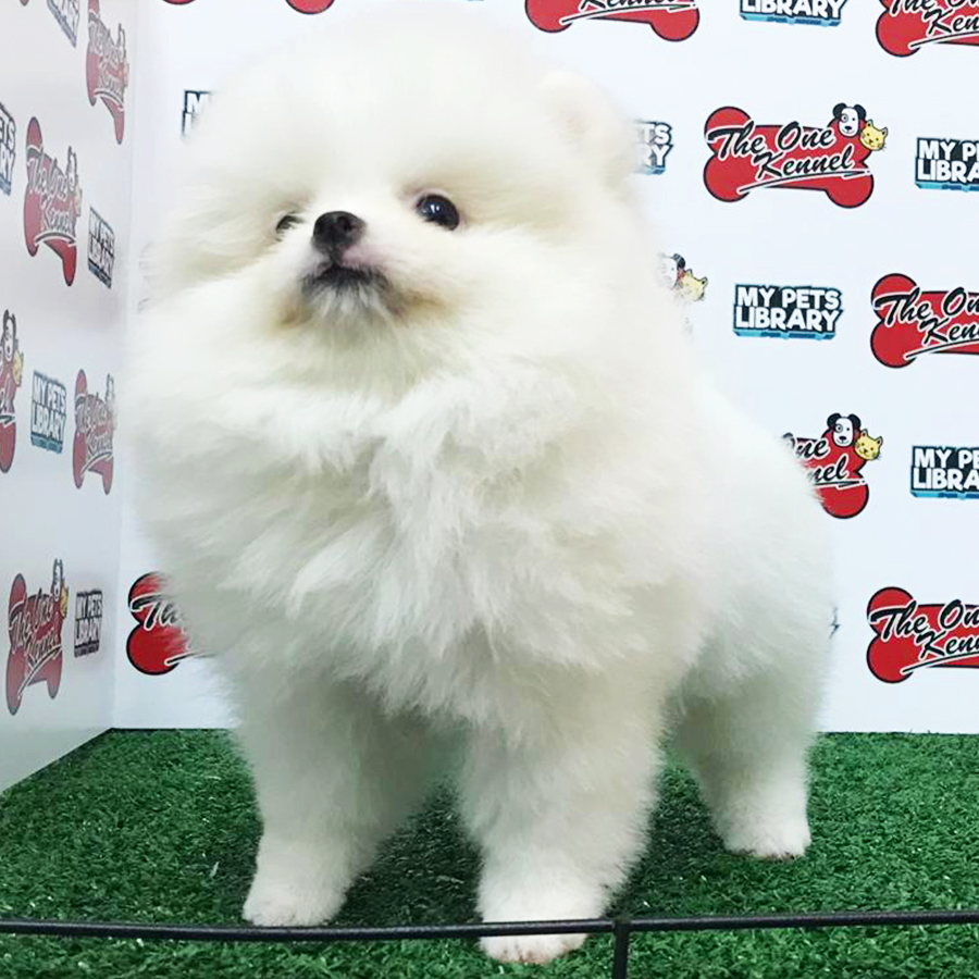 White Pomeranian Puppy (Female) For Sale