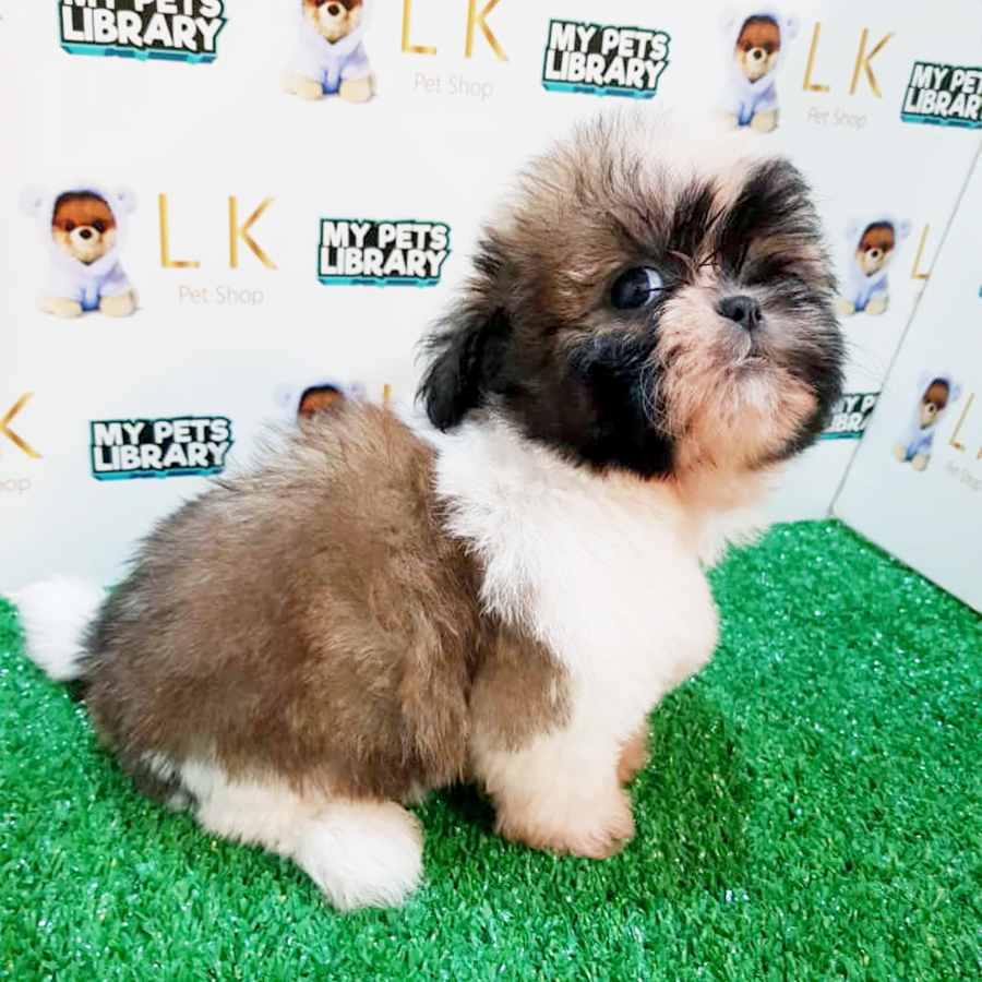 Tri Colour Shih Tzu Puppy (Male) For Sale