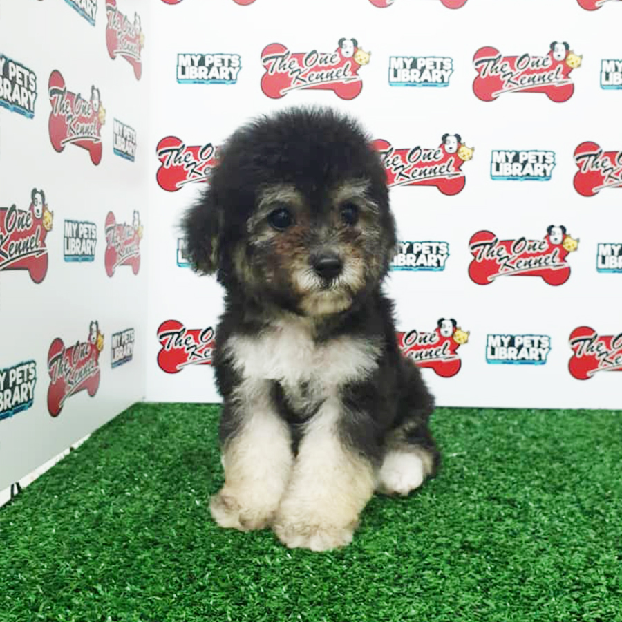 Silver White Toy Poodle Puppy (Male) For Sale