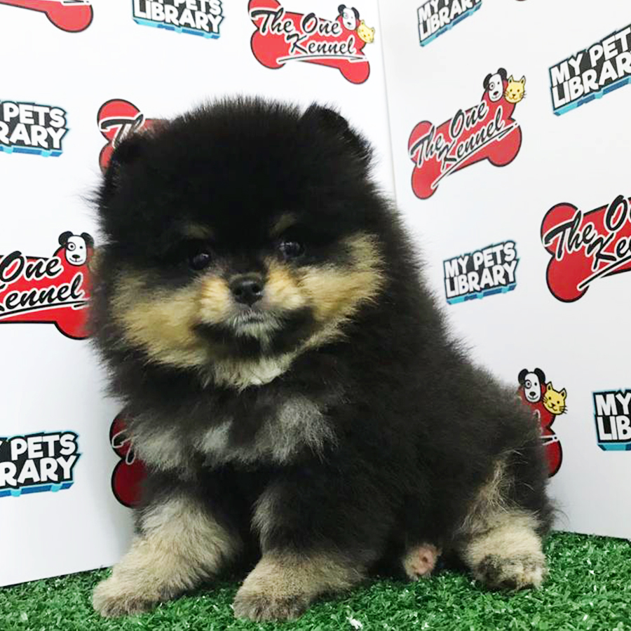 Black & Tan Pomeranian Puppy (Female) For Sale