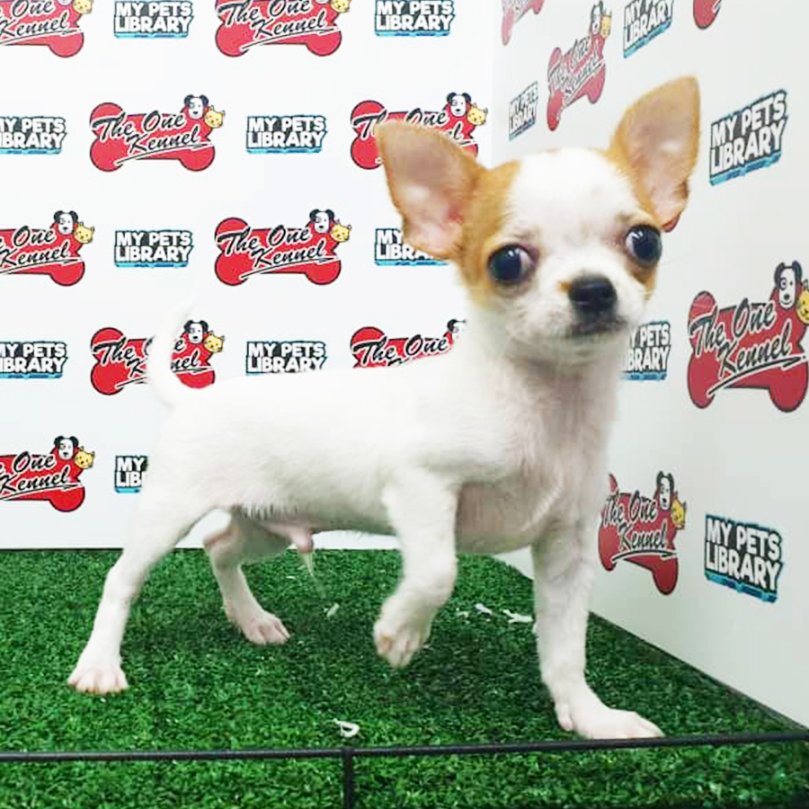 Short Coat Chihuahua Puppy (Male) For Sale
