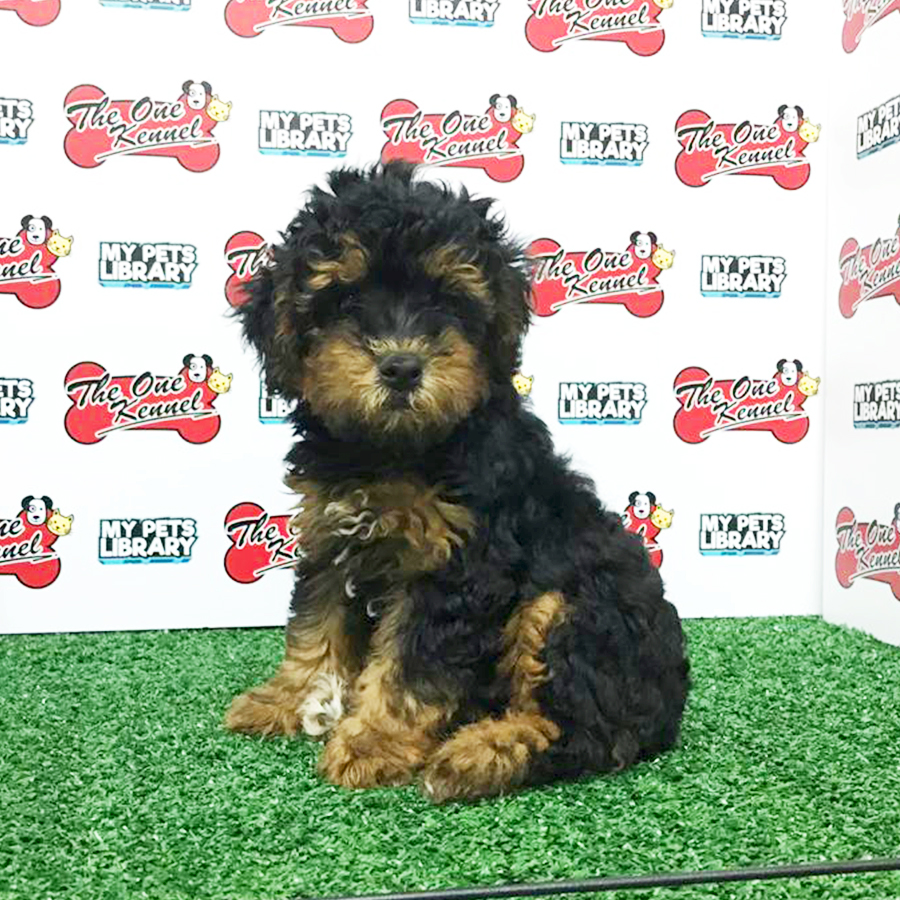 Black & Tan Toy Poodle Puppy (Male) For Sale
