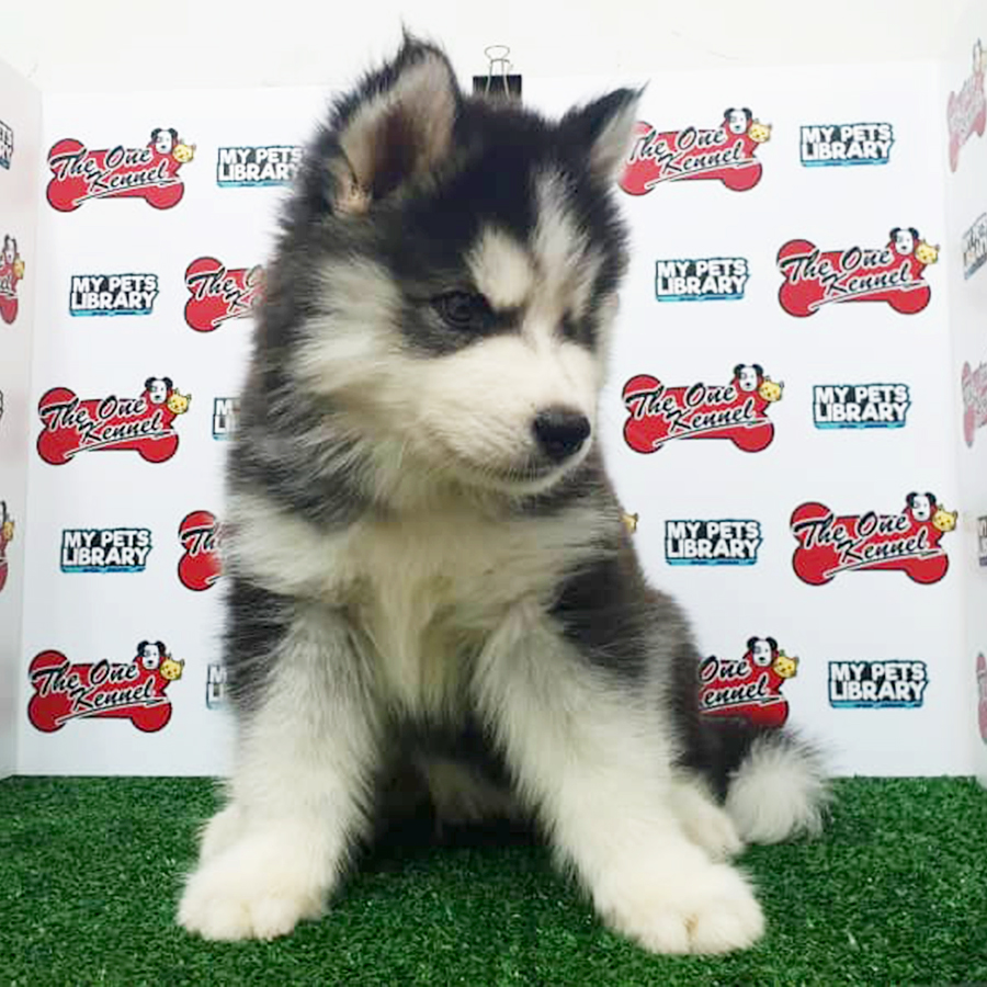 Triple Coat Wooly Husky Puppy (Male) For Sale