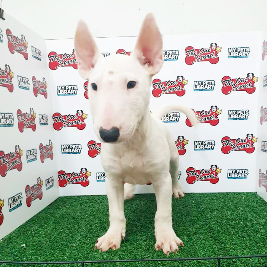 Mini Bull Terrier Puppy (Male) For Sale