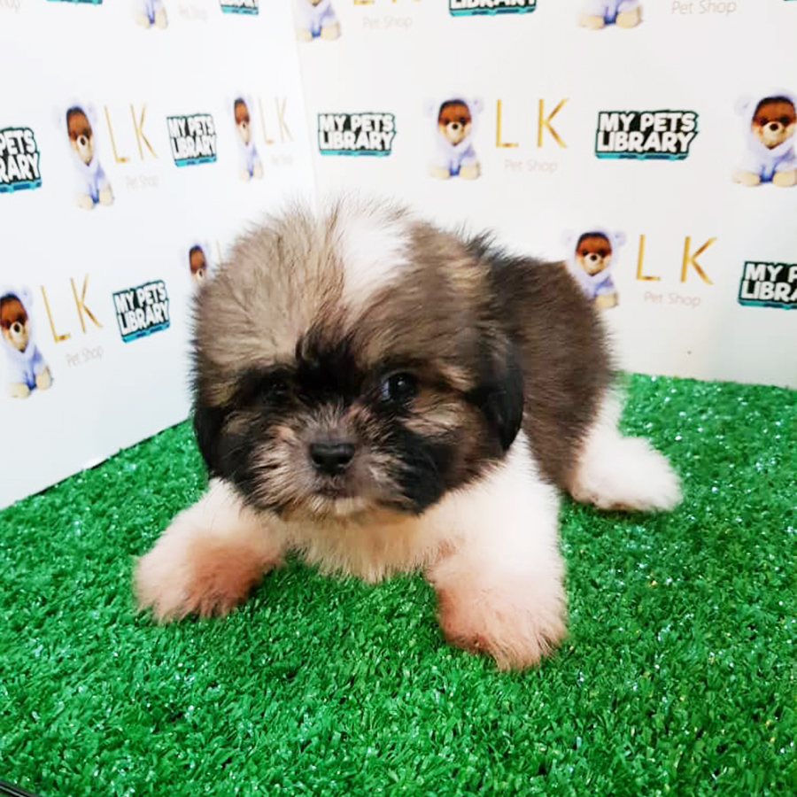 Tri Colour Shih Tzu Puppy (Male) For Sale