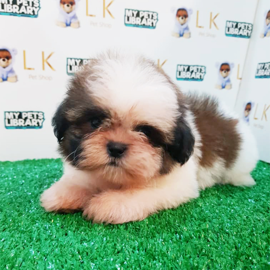 Tri Colour Shih Tzu Puppy (Male) For Sale