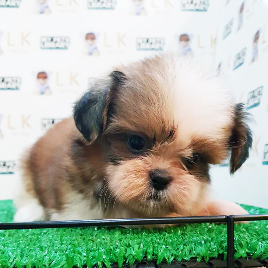 Tri Colour Shih Tzu Puppy (Male) For Sale