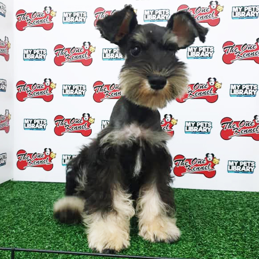 Salt & Pepper Miniature Schnauzer Puppy (Male) For Sale
