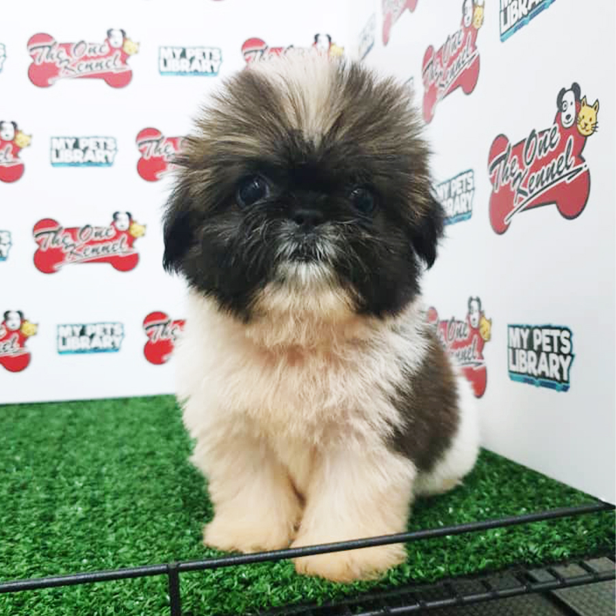 Tri Colour Shih Tzu Puppy (Female) For Sale
