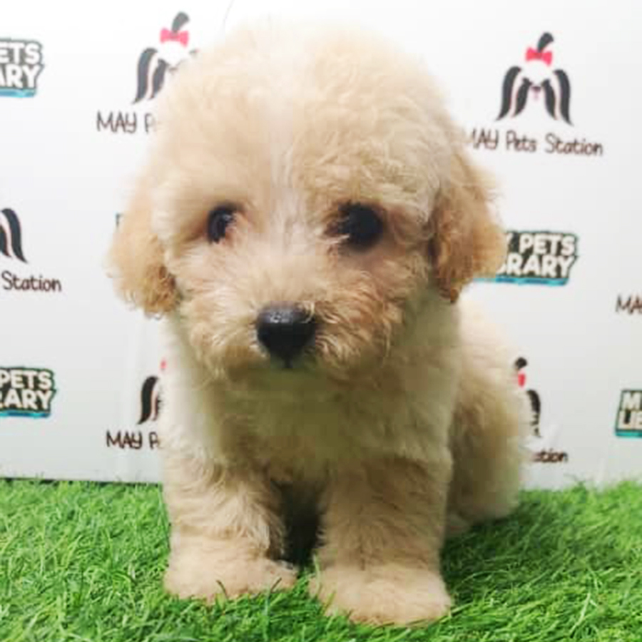 Cream White Tiny Toy Poodle Puppy (Female) For Sale