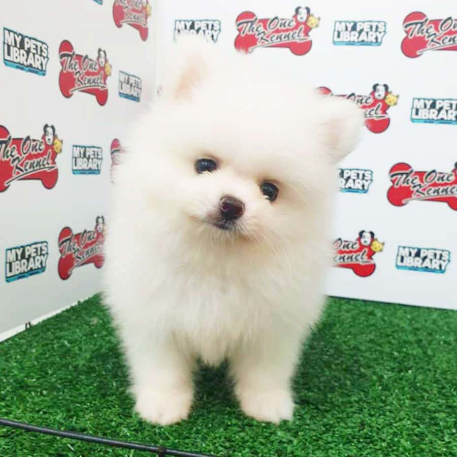White Pomeranian Puppy (Male) For Sale