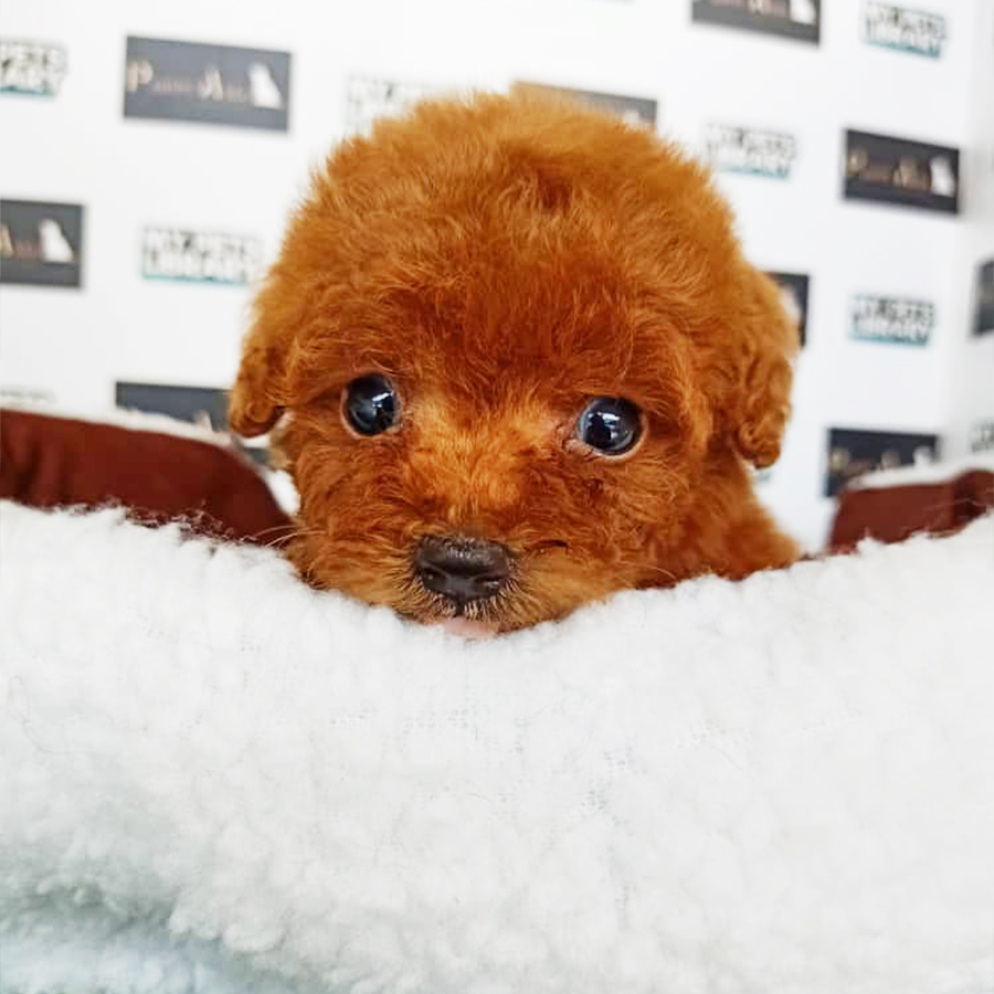 Red Toy Poodle Puppy (Female) For Sale