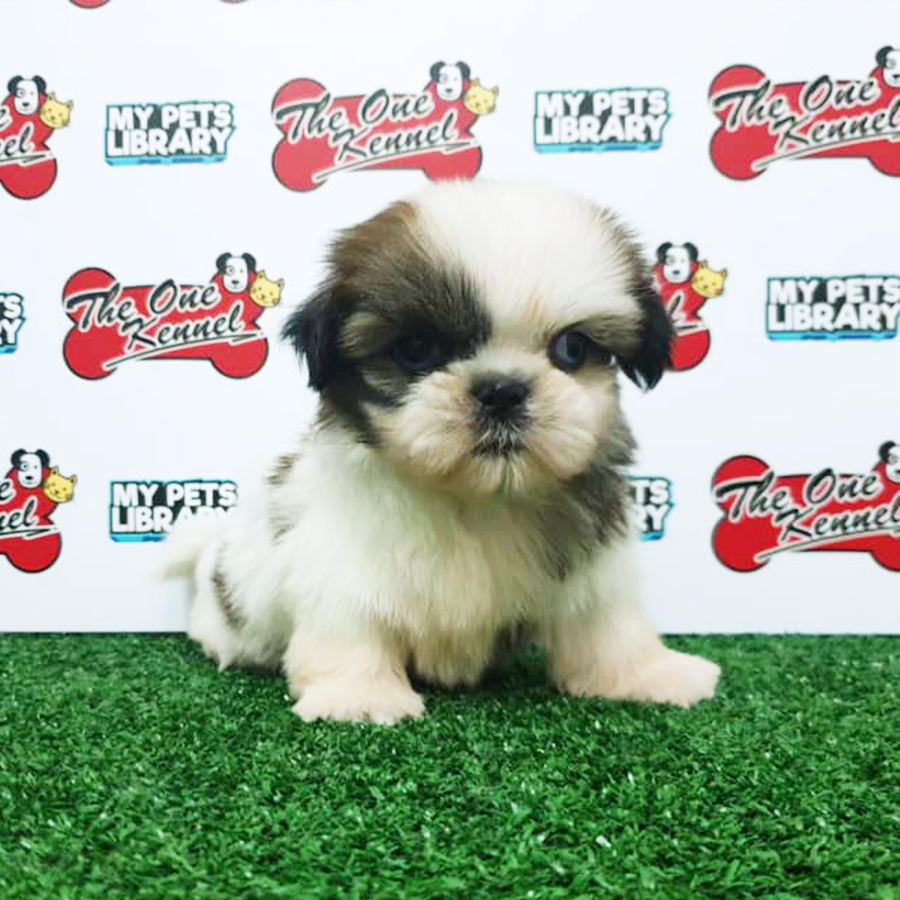 Tri Colour Shih Tzu Puppy (Female) For Sale