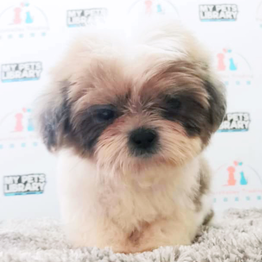 Toy Size Shih Tzu Puppy (Male) For Sale
