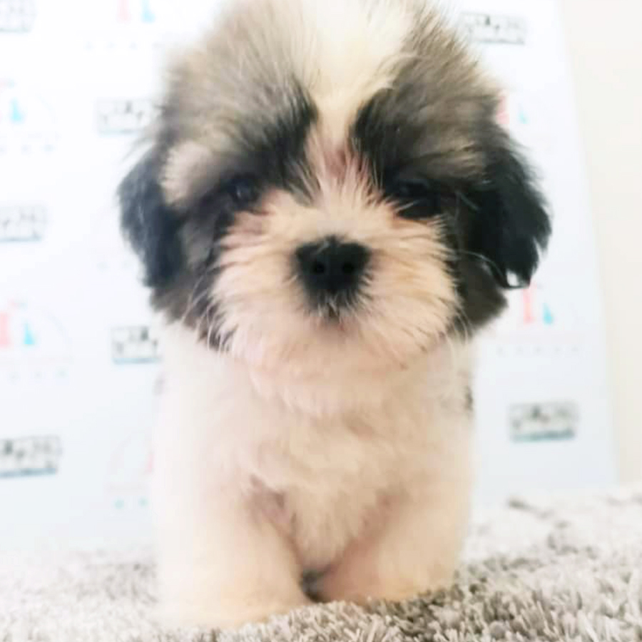 Toy Size Shih Tzu Puppy (Male) For Sale