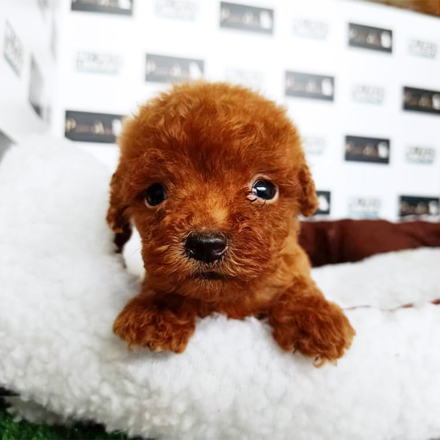 Red Tiny Poodle Puppy (Male) For Sale