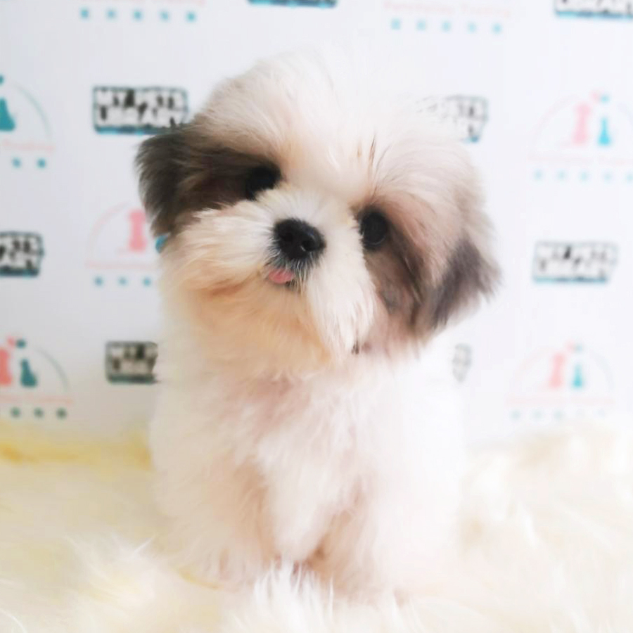 Toy Size Shih Tzu Puppy (Male) For Sale