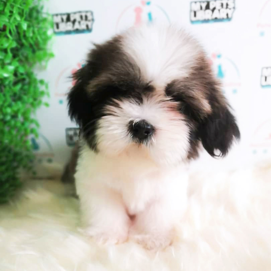 Toy Size Shih Tzu Puppy (Male) For Sale