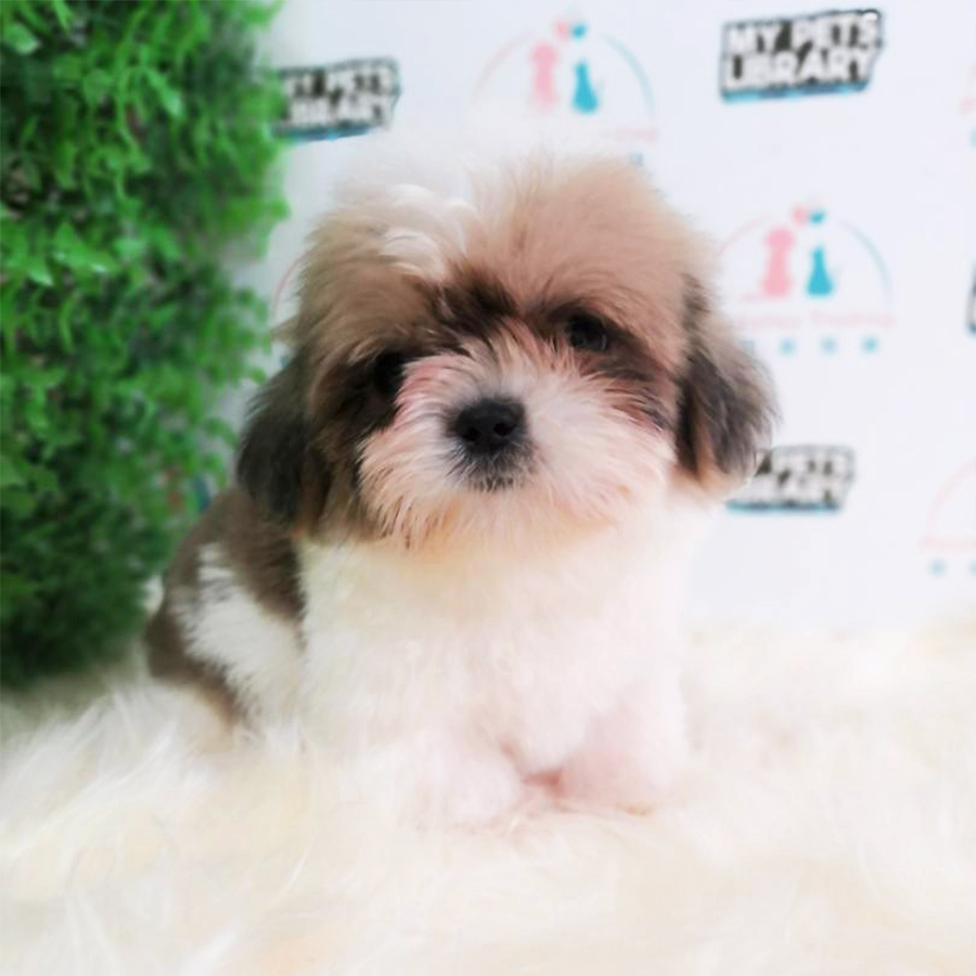 Toy Size Shih Tzu Puppy (Male) For Sale