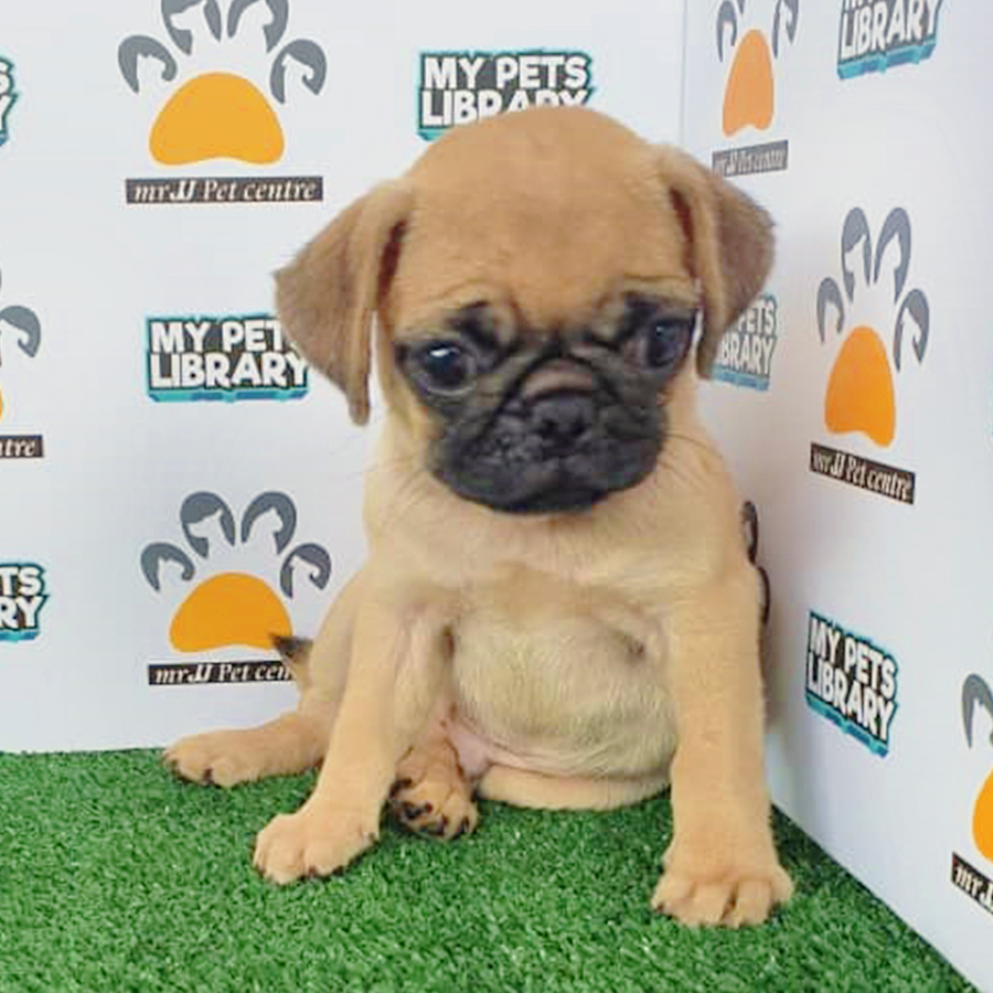 Pug Puppy (Male) For Sale